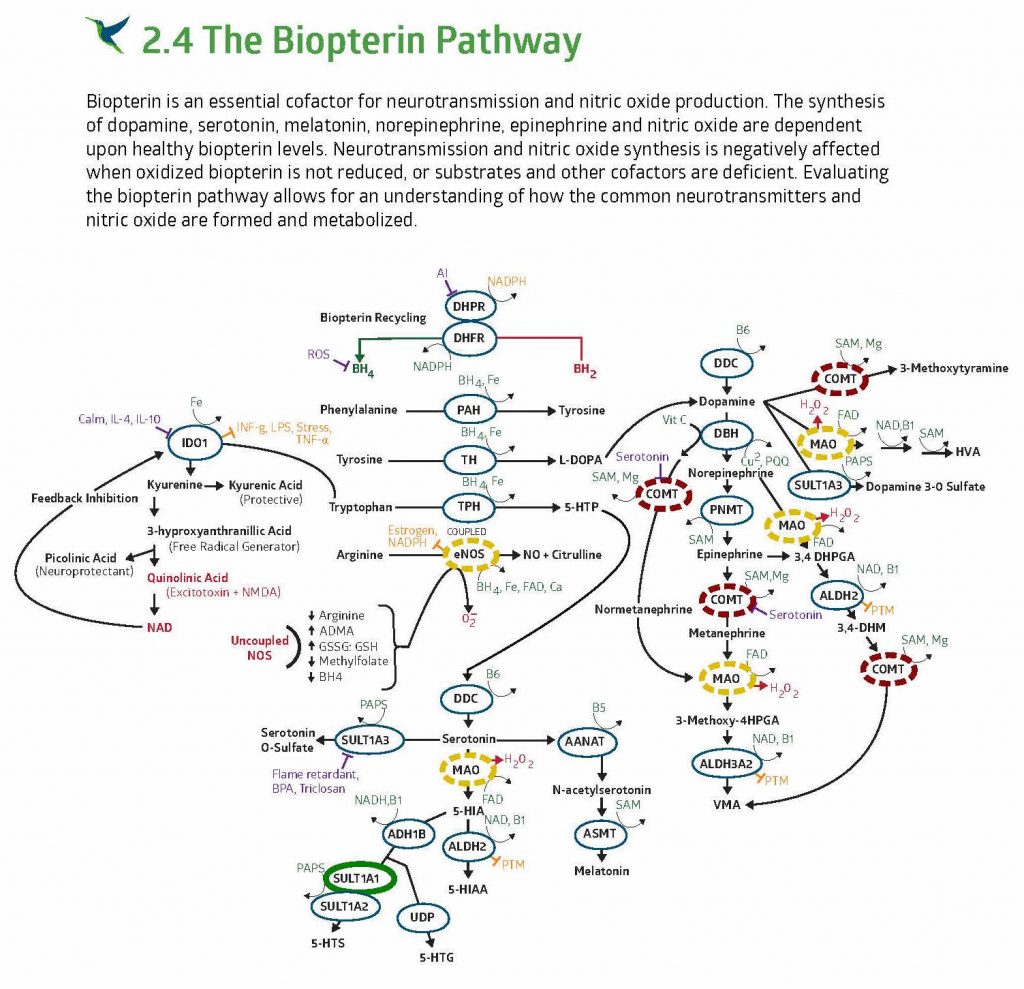 Using Genetic Strategene Report Neurotransmitter Pathway with ME/CFS